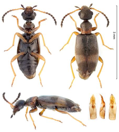 Réf. 329 071 : Microhoria fasciata